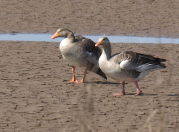 Geese on the sands, Snettisham Nature Reserve