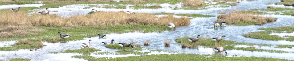 Birds on Marshes, Ruth's Coastal Walk