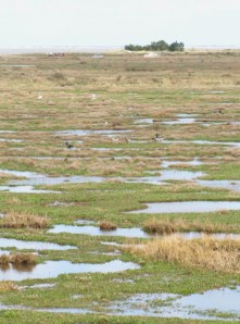 Ruth's Coastal Walk, Norfolk marshes