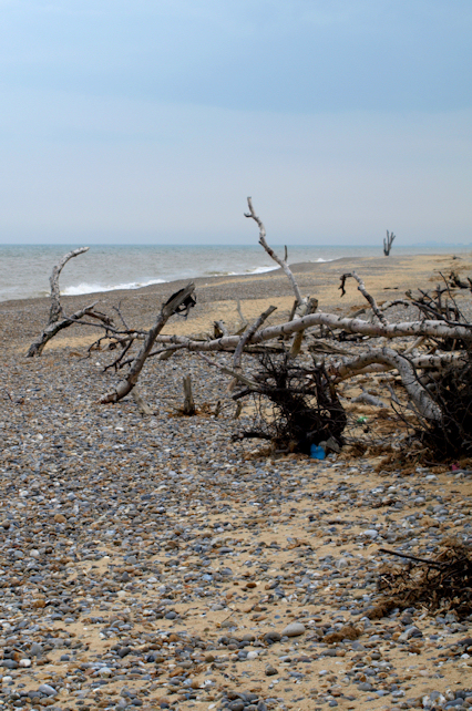 Fallen trees, near Benacre, Ruth's coastal walk and coast erosion