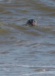 Seal near Sea Palling, watching Ruth on her coastal walk