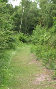 Forest path - Suffolk woodland - Ruth's coastal walk