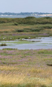 Across marshes, looking towards Mersea Island - Ruths coastal walk, uk.