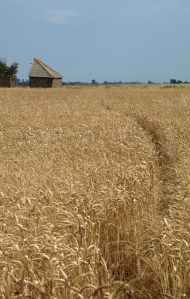 Path through the corn fields Path through the corn fields - Ruths coastal walk.