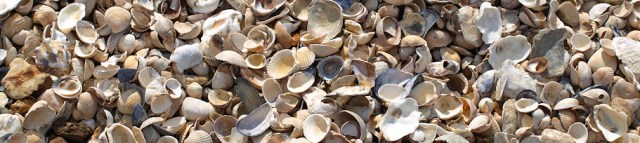 Shells on beach, East Mersea Shells on beach, East Mersea - Ruths coastal walk