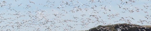 Seagulls on Barling Tip, Essex. Ruth's coastal walk