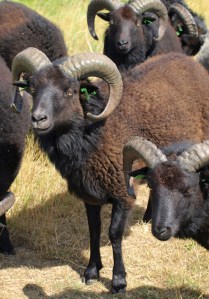 Friendly sheep, on Ruth's coastal walk Friendly sheep, on Ruth's coastal walk