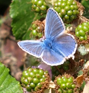 Blue Butterfly, Ruths coastal walk, Essex Blue Butterfly, Ruths coastal walk, Essex
