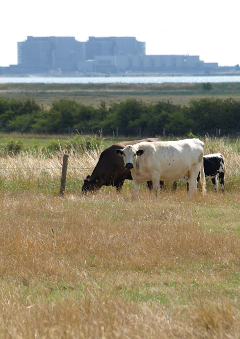 Cows and Bradwell Power Station, Ruth's coastal walk Cows and Bradwell Power Station, Ruth's coastal walk
