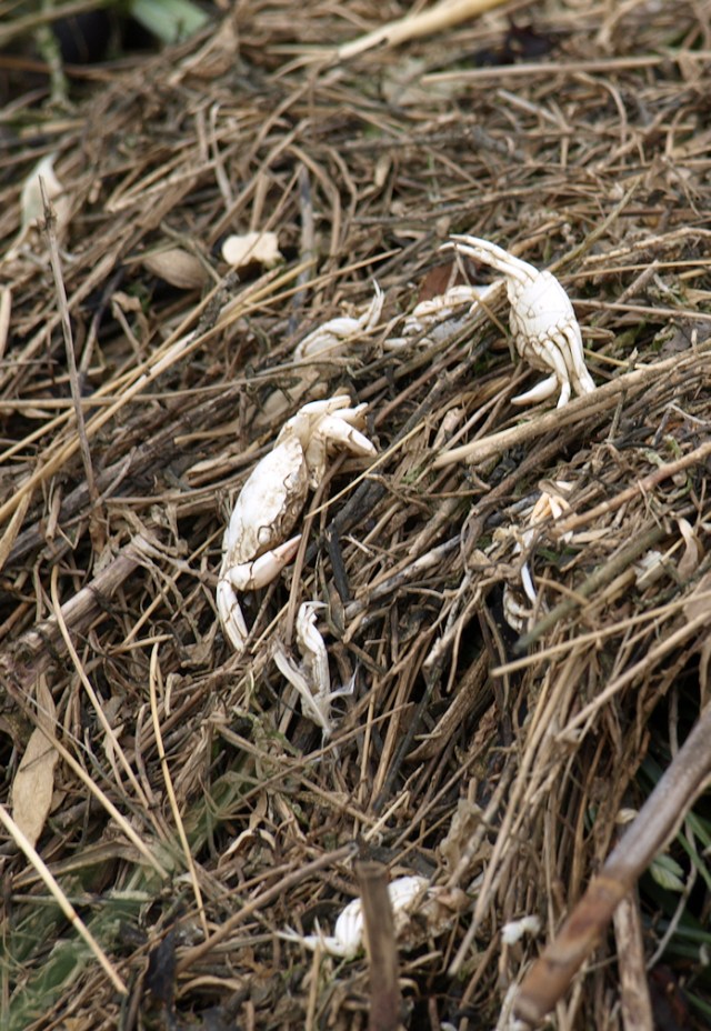Dead crabs, along the causeway - The Strood, Ruth's coastal walk