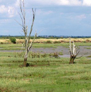 Drowned trees - Old Hall Creek, Ruth's coastal walk