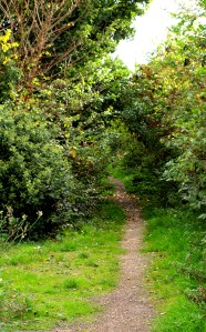 Footpath through Rochford, Essex. Ruth's coastal walk