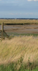 Overgrown path, probably full of snakes, Ruth's coastal walk
