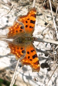Beautiful butterfly, Ruth's coast walk, Essex