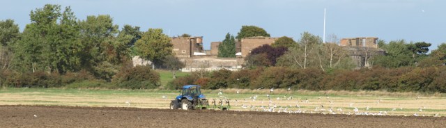 Tractor and sea gulls, near Tilbury, Essex. Ruths walk round the coast.
