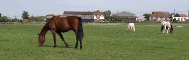 Horses, Ruths coastal walk