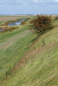 Endless wall, Tillingham Marshes, Ruth's coastal walk