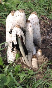 Ink Cap fungi, near Tilbury, Essex. Ruth Livingstone
