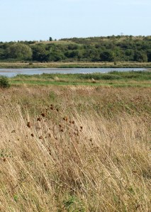 Vange Marshes, Essex. Ruth's coastal walk.