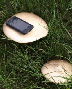 Giant mushrooms, Ruths coast walk