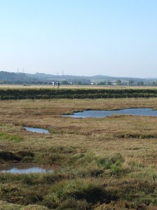 St Mary's Marshes, Kent, Ruth's coastal walk St Mary's Marshes, Kent, Ruth's coastal walk