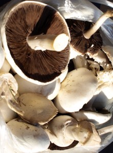 Fresh Mushrooms, Kent. Ruth's coastal walk Fresh Mushrooms, Kent. Ruth's coastal walk