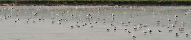 Egypt Bay, Thames estuary, Kent. Ruth's Coastal Walk