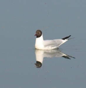 Little Gull, Ruth's coastal walk