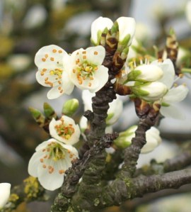 Hawthorn blossom, March 22nd 2011, Ruth's coastal walk.