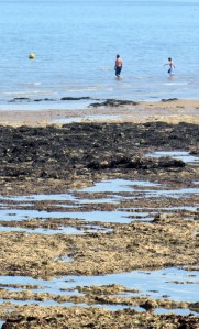 Sea off Birchington, Ruth's coastal walk.