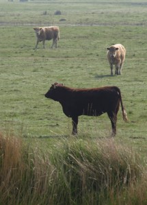 Field of bullocks, Teynham Level, Kent, Ruths coastal walk.