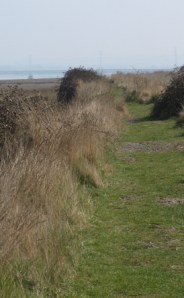 Path along the bank, The Swale, Kent. Ruths coastal walk.
