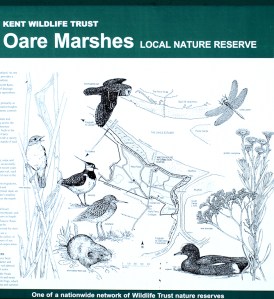 Oare Marshes, nature reserve, Kent, Ruth's coastal Walk.