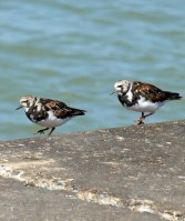 Turnstone birds, Kent, Ruths coastal walk.
