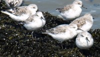 Sanderlings, Kent, Ruth's coastal walk.