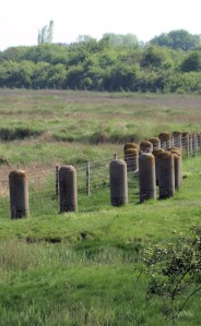 Anti-tank devices, Ruth's coastal walk through Kent. Pegwell Bay.