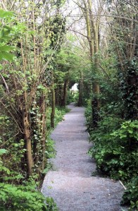 path through wooded gully, Ruth's coastal walk