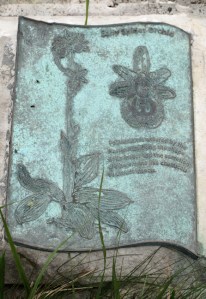 Spider Orchid, information plaque, Abbot's Cliff, Kent. Ruth coast walk.