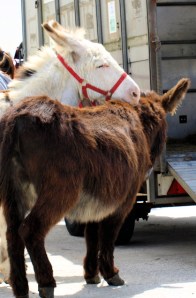 Donkeys on Dymchurch beach, Ruth's coastal walk.