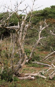 Dead bushes, Denge Marsh, Ruth's coastal walk, Dungeness