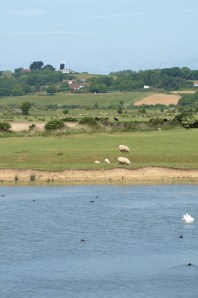 View across Pett Level, Ruth's coastal walk.