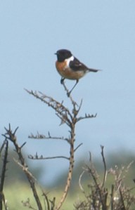 Stonechat, near Rye, Ruths coastal walk.