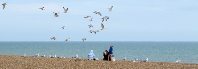 Seagulls on beach at Hastings, Ruth's coastal walk.