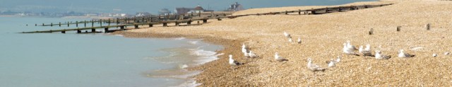 Gulls in Norman's Bay, Sussex. Ruth's coast walk