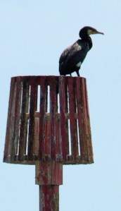 Cormorant, Beachlands, Sussex, Ruth's coastal walk