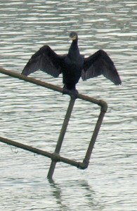 Cormorant - Eastbourne - Ruth walks the coast