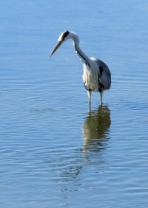 Heron in Pagham Harbour, Sussex. Ruth on her walk round the coast.