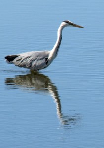 Heron in Pagham Harbour, Sussex. Ruth on her walk round the coast.
