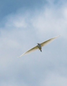 4- egret in flight, Sussex, Ruth's coastal walk.