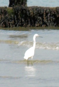 4 - Egret on beach - Sussex, Ruth's coastal walk.